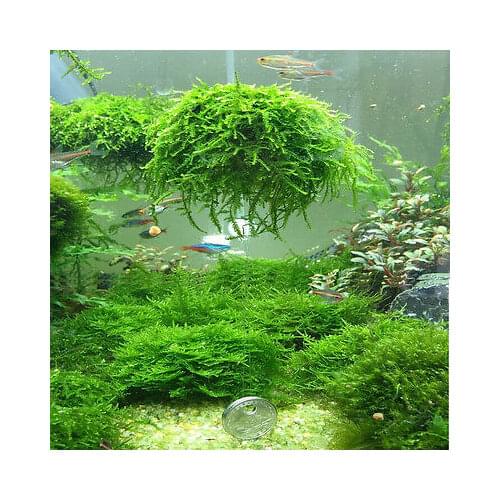 Moss Ball Filter Filtration Fish Aquatic Pet Supplies Aquarium Fish Tank Decor Home Decoration Nature Plant Bottom Filtration