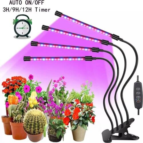 ASCELINA Plant Lamps