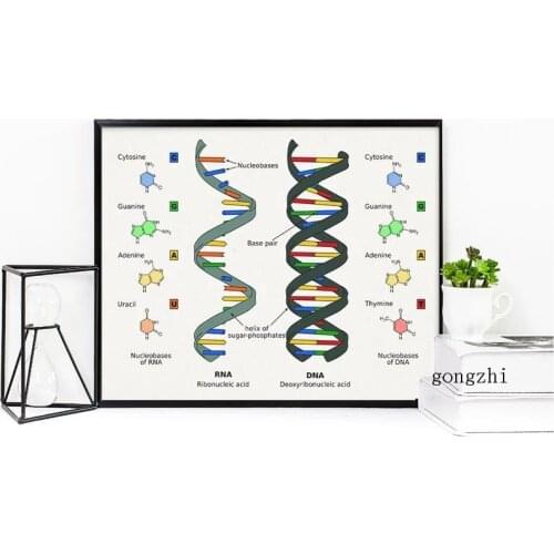 Minimalist Biology Poster Human Dna and Rna Canvas Print Science Wall Art Picture Genetic Code Chemistry Painting Decor Gifts