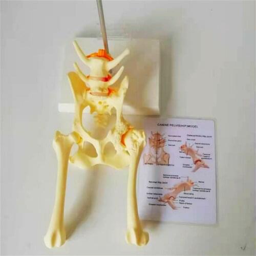 Osteoporosis dog hip joint model dog skeleton Animal Skeletal canine pet veterinary teaching