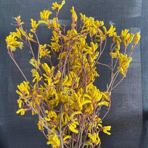 40g/35-40cm,Natural Preserved Kangaroo claw Dried flower Bouquet,Decorative Wedding Party Home Ornaments,Flower arrangement art