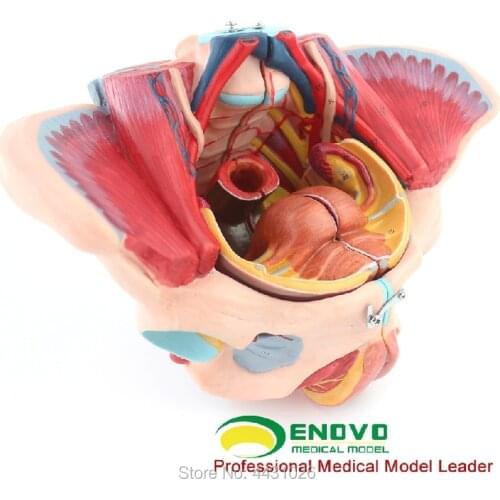 ENOVO A model of gynecological obstetrics and gynecology in the female pelvic cavity model