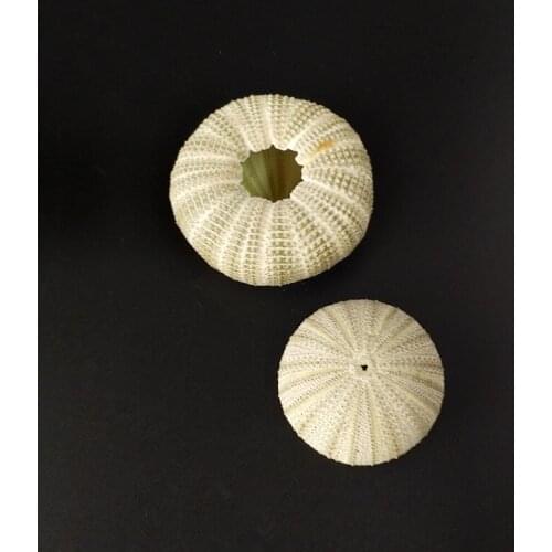 10pcs/lot Natural Small green Sea Urchin Natural Shell Conch Ocean Wedding Decorate Home Accessorie sea sear natural crafts