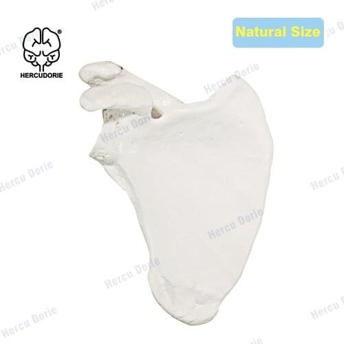 Scapular model - right and left - anatomically accurate human scapular replica, teaching model