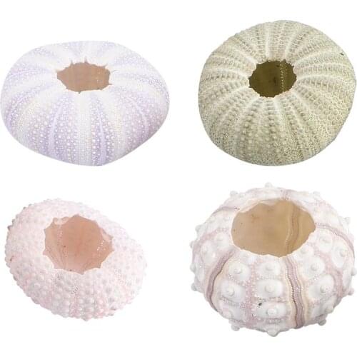 4Pcs Creative Sea Urchin Ornaments Tillandsia Cultivation Containers DIY Planting Pots for Home Shop Office