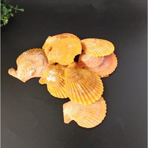 20pcs Natural Craft Yellow Colored Scallops 5-8cm Seashells Natural Fish Tank Ornament Marine Style Home Decoration sea conch