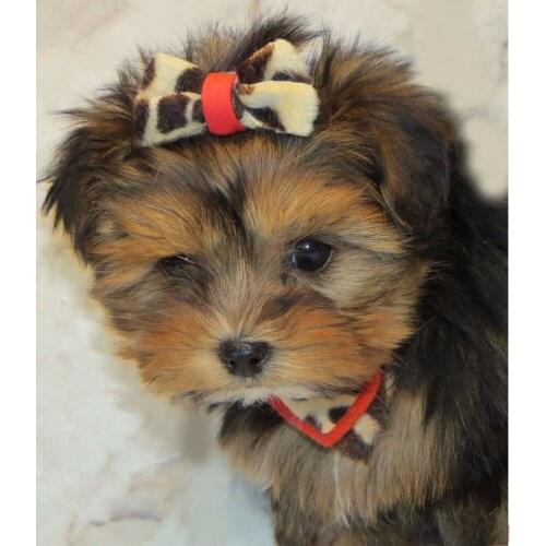 Mosaic DIY Diamond Painting Cute Dog Cross Stitch Gray Lovely Dog Animal Home Decorative Full Square&round 3D Diamond Embroidery