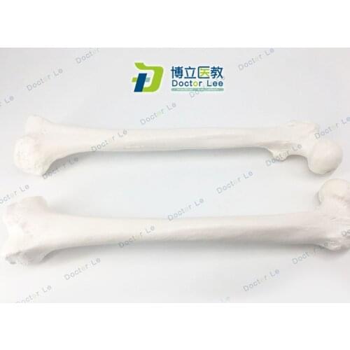 Life Size Realistic Surface Human Skeleton Femur Model for Both Patient Education and Student Training