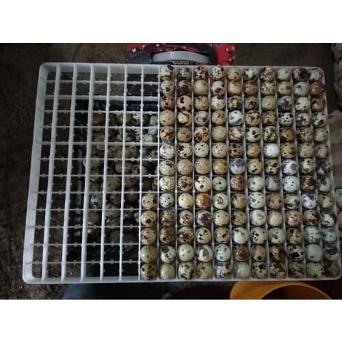 4 Pcs 221 Quail Egg Tray Incubator Tray Agricultural Equipment Plastic Egg Incubator Accessories Hatching Supplies