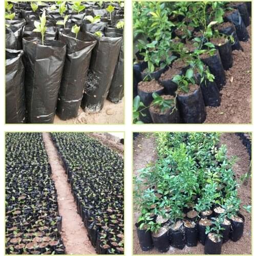 17X25CM diameter 10cm high 20cm Black thickening Nursery bag lemon Fruit seeds citrus