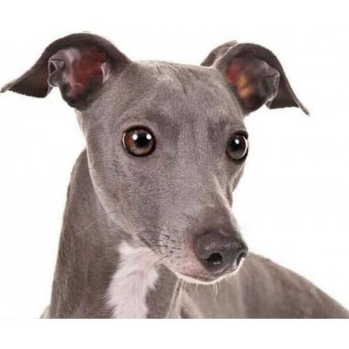 Diamond Painting dogs ,5D Diy Full Square diamond Embroidery Cross Stitch,almaznaya,home decoration