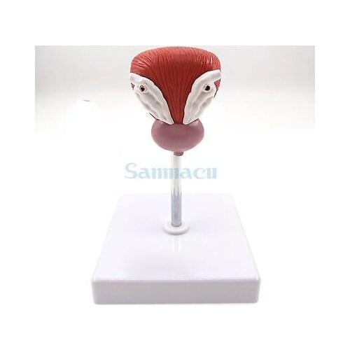 Natural Life Size Anatomical Human Urinary Bladder Prostate Model Medical Urology Anatomy