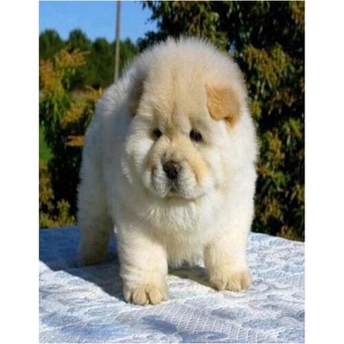 DIY 5D Full Square Animal Chow Chow Diamond Painting Cross Stitch Kits Embroidery Mosaic Picture Home Decor Gift FH923