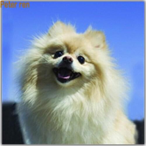 Peter ren Diamond painting cross stitch DIY Diamond embroidery Animal dog Square&Round diamond mosaic Full image Pomeranian