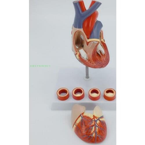 Authentic human heart anatomical model with digital number mark 2X heart model with thrombus teaching equipment