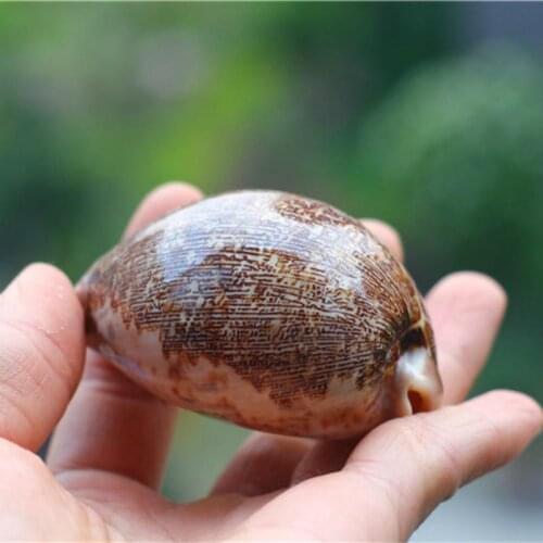 Natural Sea Shell for Home Wedding office Decoration 6cm - 8cm