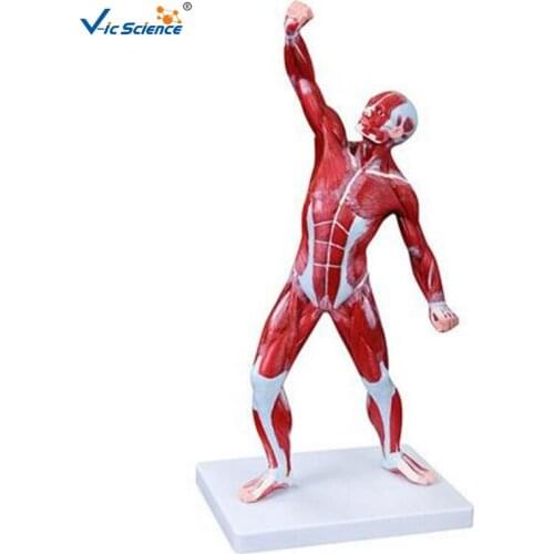 Advanced PVC Medical 50cm Anatomical Human Male Muscle Model for Students Teaching
