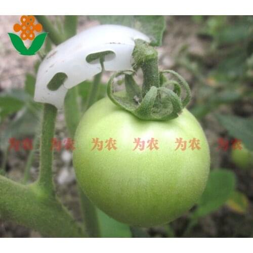 50pcs Plastic Tomatoes Clamps Expedite Convenient Tomato Efficiency Clamp Fixing Fastening Clips Fixture Gardening Farming Clips