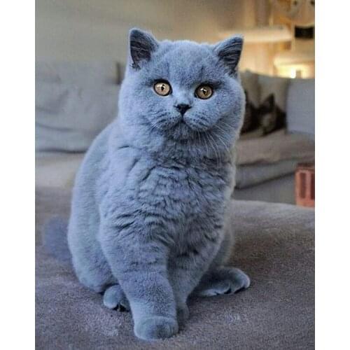 DIY 5D Diamond Painting Cat Cross Stitch Full Round Drill Rhinestones Mosaic Animal Diamond Embroidery Kits Home Decor