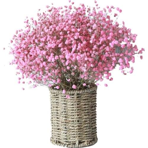 Natural Fresh Dried Preserved Flowers Gypsophila Paniculata,Babys Breath Flower Bouquets Gift for Wedding Decoration,Home Decor