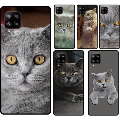 British Shorthair Cat Case For Samsung A71 A51 A21S A20e A70 A50 A40 A30 A20 A10 A12 A32 A42 A52 A72 A11 A31 A41