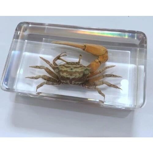 FREE SHIPPING Discount Sale Creative MO 10 fashion Specimen Books Tools Home Decorative Gift