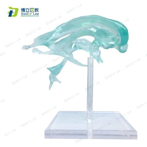 BOLI/ Human anatomical Brain model Lateral ventricle anatomy educational equipment Medical Organ Teaching Model