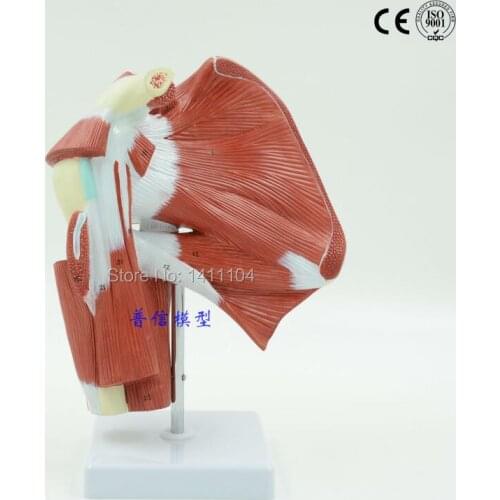 Free shipping&Upper limb with deep muscle dissect model, upper limb model, muscle anatomy model, tendon and joint model.medical