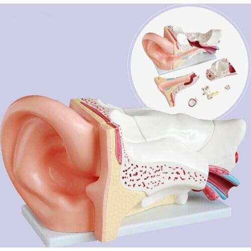 A new model of large ear anatomy