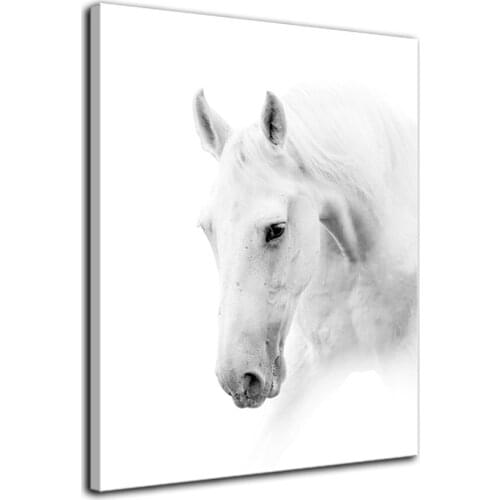 Modern White Horse Painting on Canvas Modern Wall Art Posters Artwork HD Prints Pictures for Living Room DecorDrop shipping