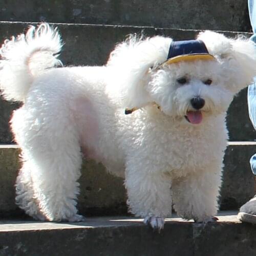 Denim Dog Sport Cap Baseball Cap Bucket Hat Sun Bonnet Visor Hat with Chin Strap, Cowboy Style