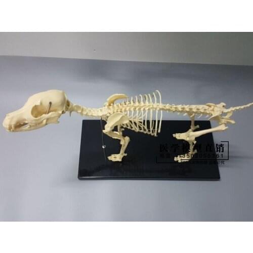 Dog skeleton model pet animal dog teaching skeleton model