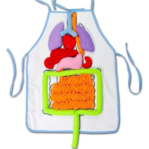 Body Organ Model Toys Jigsaw Apron Biology Organ teaching Aid Science Educational Preschool Toy flipchart Showings Children STEM