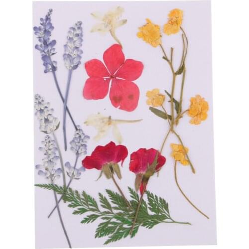 Multiple Pressed Real Flowers Dried Flowers for Jewelry Making Art