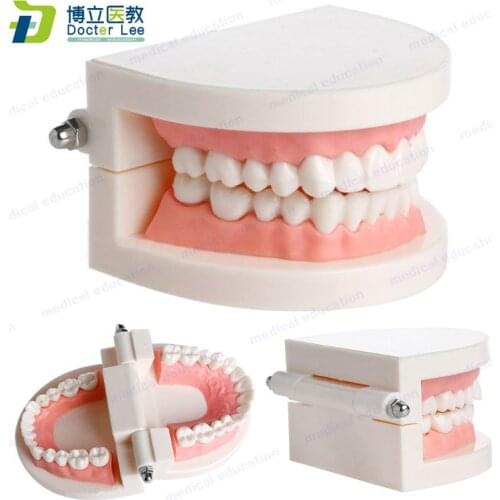 Plastic Human 28 Teeth Model Dental Teaching Study Supplies Adult Standard Typodont Demonstration Teeth Model for Kids Education