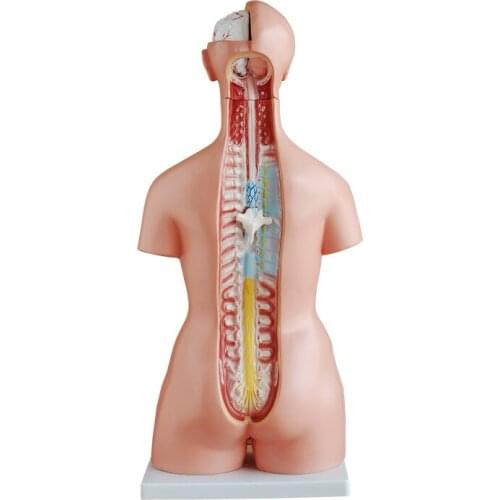 Human medical anatomical model 85CM Tri-sex Torso 21 Parts
