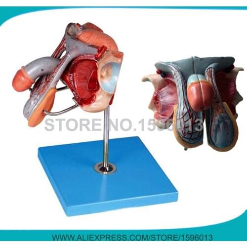 Advanced Male Genital Organs model, Anatomical Reproductive Organ model