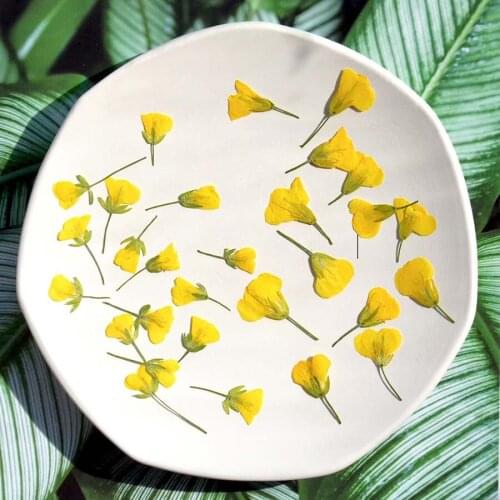 250pcs Side Pressed Dried Yellow Cole Flowers Plant Herbarium For Jewelry Photo Frame Phone Case Bookmark Phone Case DIY Making