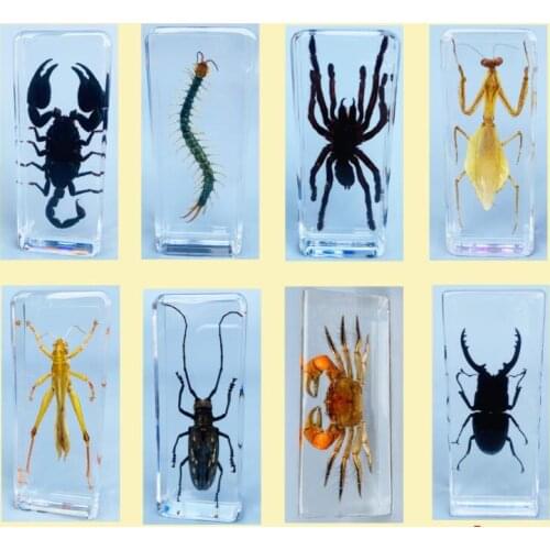 Real small animal insect specimen resin beetle crab long beetle centipede scorpion mantis locust spider ocean