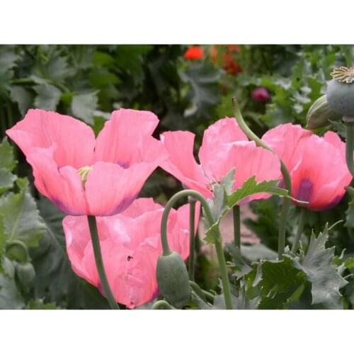 5D Diamond Embroidery DIY Diamond Painting Cross Stitch round Drill Needlework Mosaic Decor Pink poppy flower pattern gift AS500