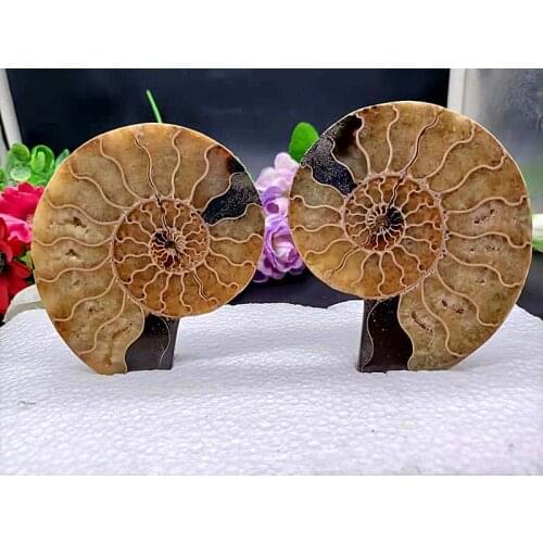 195g Morocco natural quartz crystal snail mud fossil mineral ~ multicolor fire chamber fashion decoration slice snail treatment