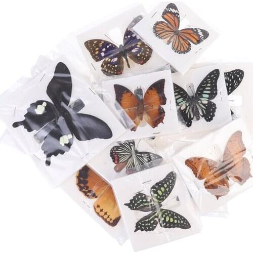 1pc Random Butterfly Specimen Folded Real Insects Wholesale Butterfly Specimen