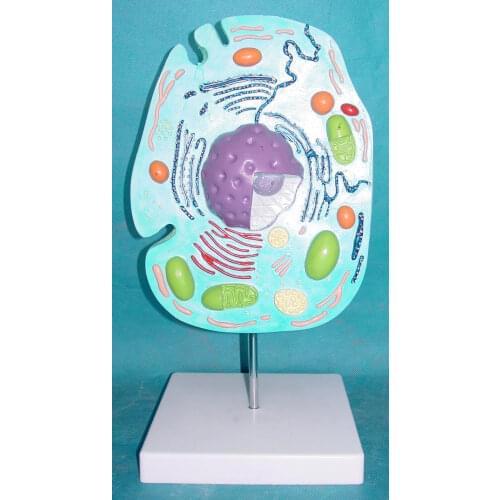 Animal Cell Anatomy Model Animal Cell Subcellular Structure Model Submicroscopic Animal Cell Anatomy Medical Teaching Supplies