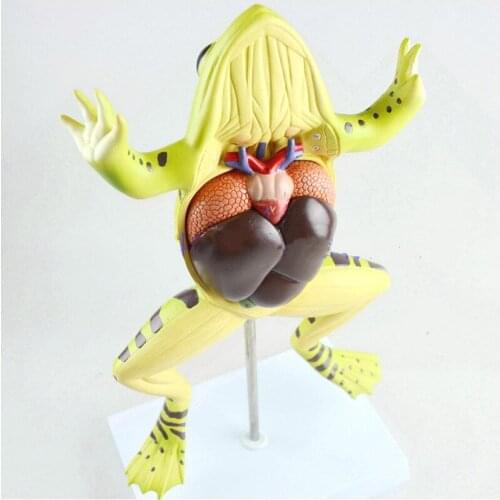 39x22x17cm Frog anatomy model toad anatomy model animal anatomy frog model biological model