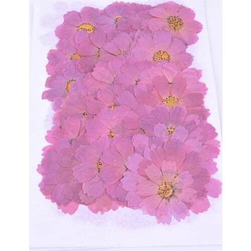 250pcs Natural Pressed Galsang Flower Real Touch Dried Flower for DIY Wedding Invitation Bookmark Gift Card Scented Candle Decor