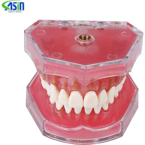 1pcs Dental Soft Gum Standard Typodont Study Model with 28pcs Removable Teeth Model Dental Supplies