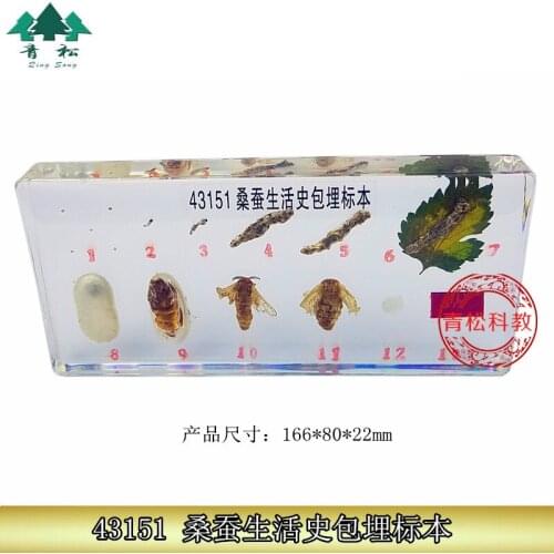 Life History of Silkworm Embedded Specimen Teaching Biology Specimen In Primary and Secondary Schools