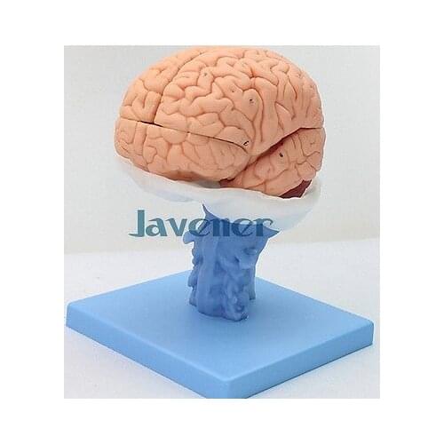 Life Size Human Anatomical Brain Anatomy Medical Model High Quality