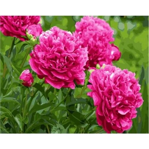 UnFrame diy painting by numbers wall decor flower picture by numbers on canvas for home decor 4050cm red peony