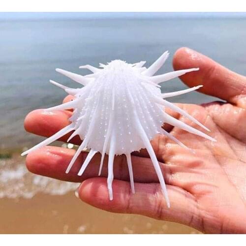 7-11cm Natural Sea Chrysanthemum Clam, Thorny Thousand Hand Conch Shell, Marine Specimen Snail, Collectible White Chrysanthemum